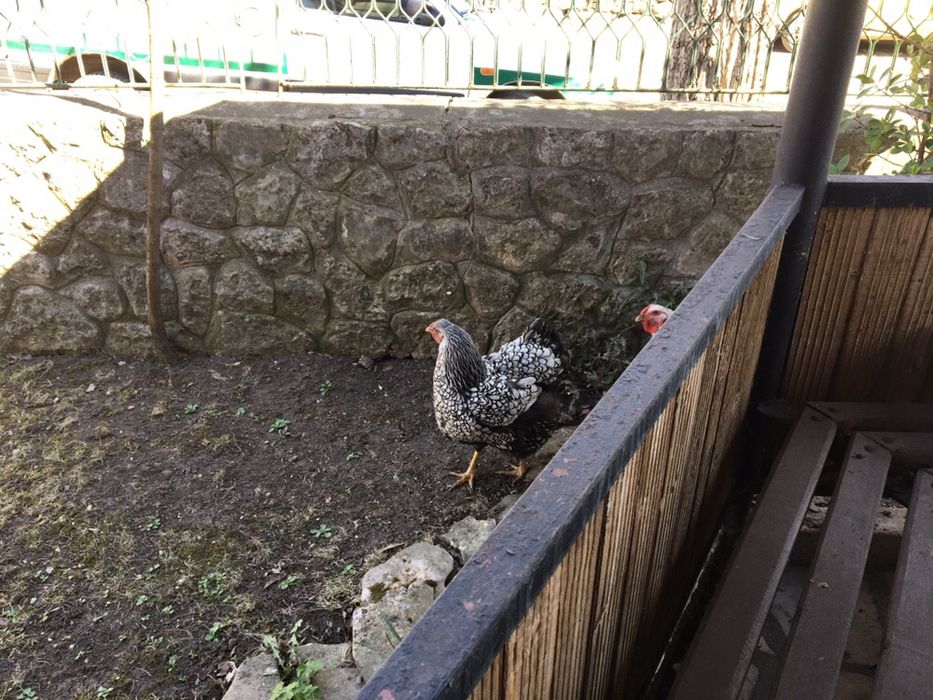 Оплодени яйца от Виандот Стандарт viandot standart