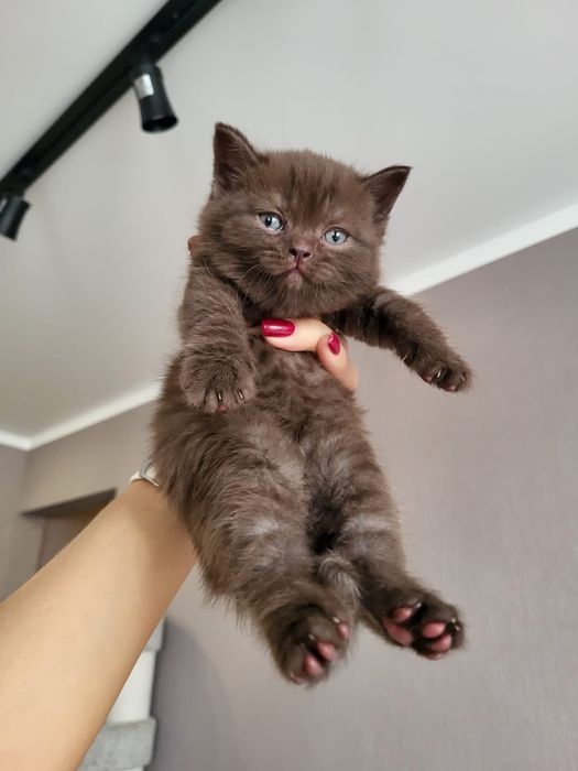 Вислоушки Нежные Плюшки .