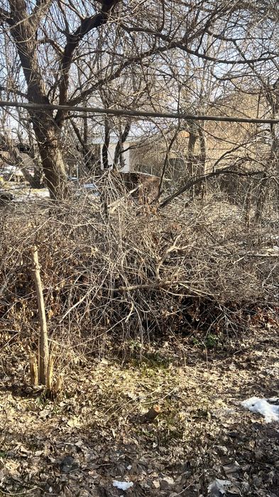 Отдам ветки и дрова даром