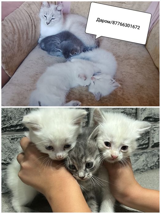 Котята с кошкой даром
