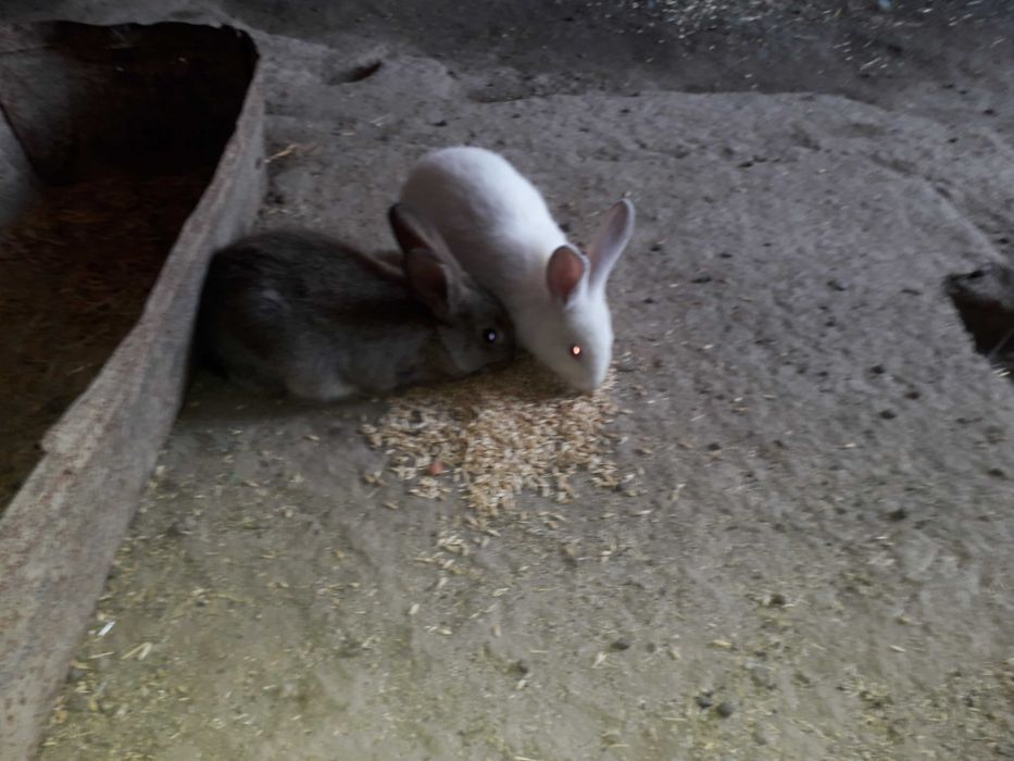 Куенлар халол уйники