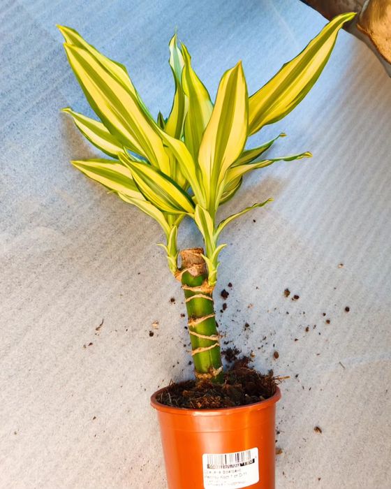 Комнатные растения в ассортименте