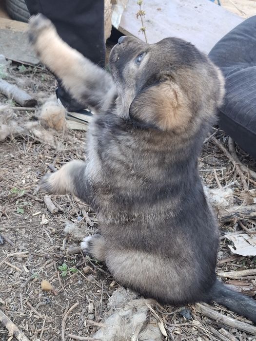 Отдаются 2 щенка в добрые руки