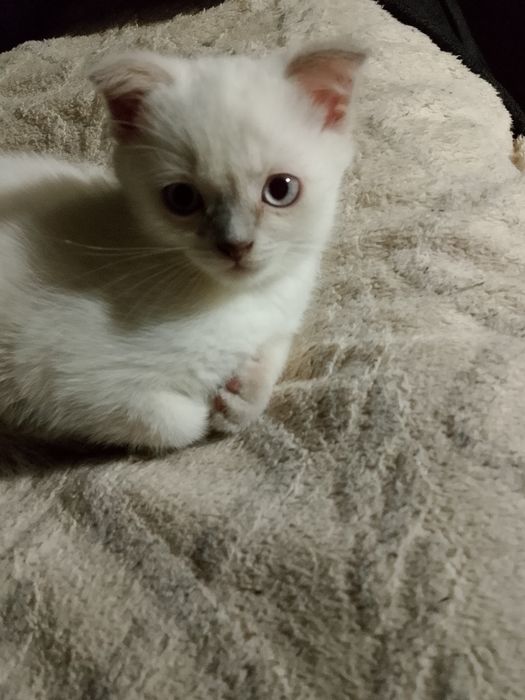 Отдам в добрые руки котика.