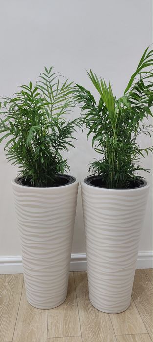 Комнатные цветы отличный подарок