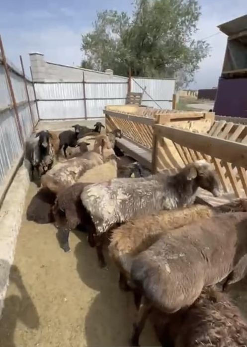 Қой сатылады)тоқты, саулықтар