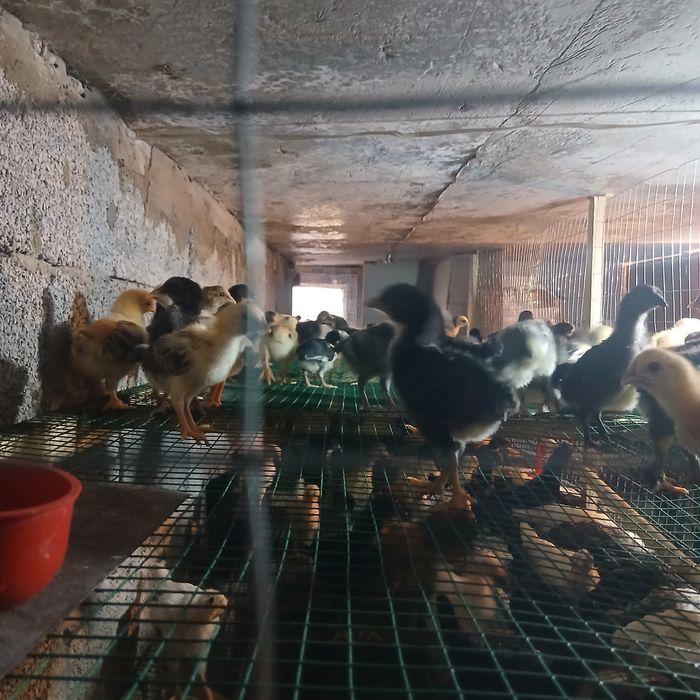 Жужалар сотилади