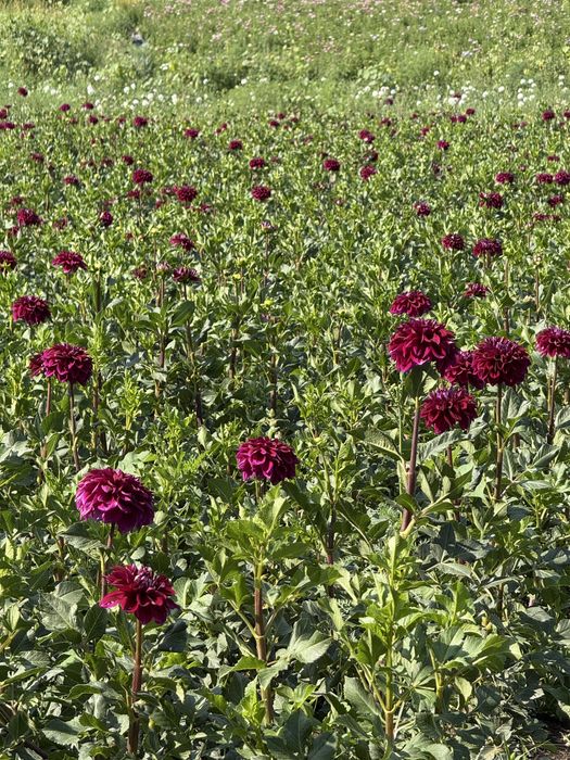 Корни цветов георгины