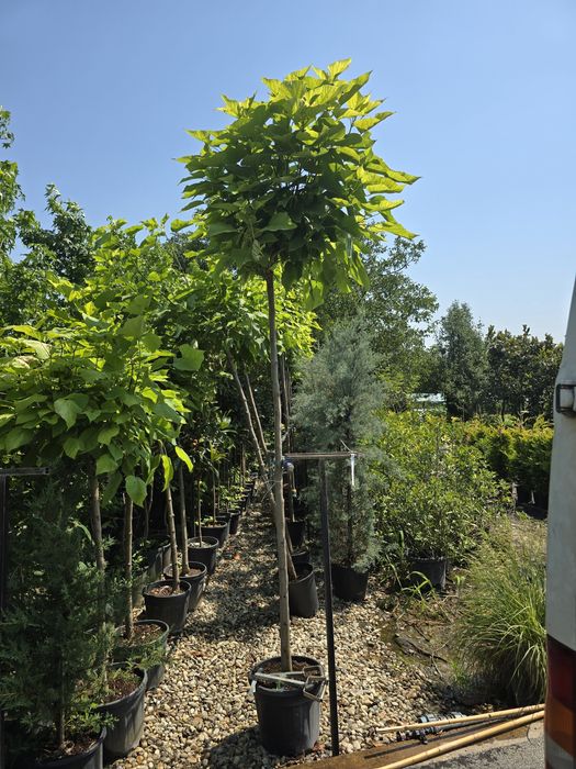 Catalpa platan tei mesteacăn