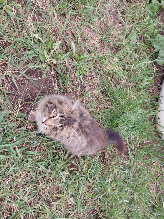 Котёнок, нуждается в помощи волонтёров