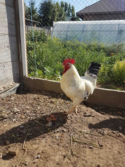 Продам  петуха на племя