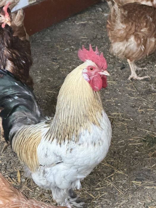 Продавям петли за месо и разплод