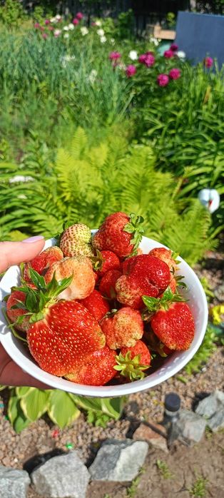 Дача энергетик2 ,в лесу ,тихое место