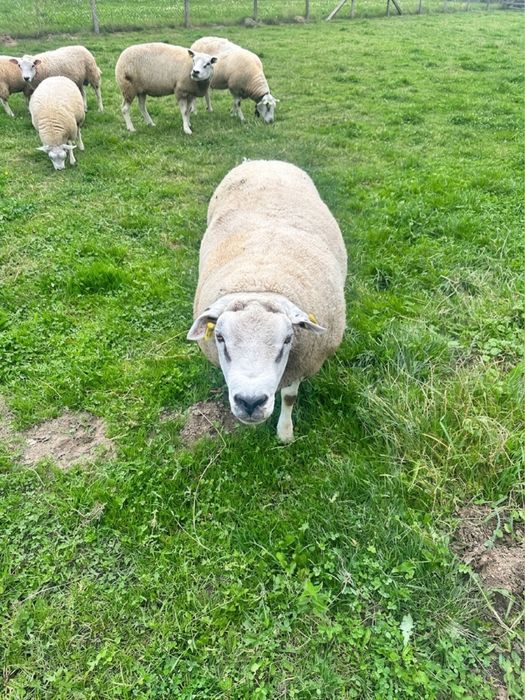 Ovine Rasa TEXEL de Vânzare: Oi, Berbeci și Tineret