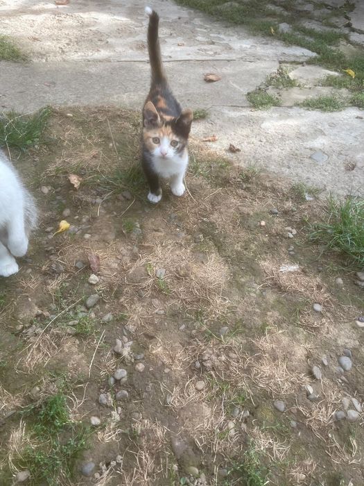 dau spre adopție o pisica