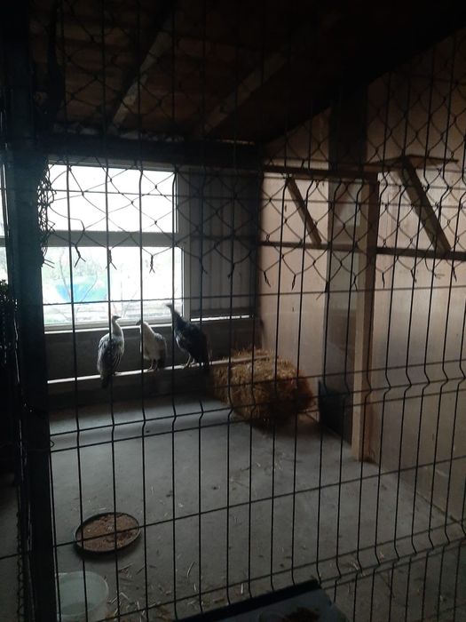 Vând păuni maturi si pui