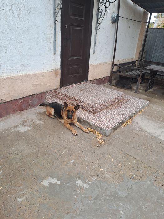 Немецкая овчарка