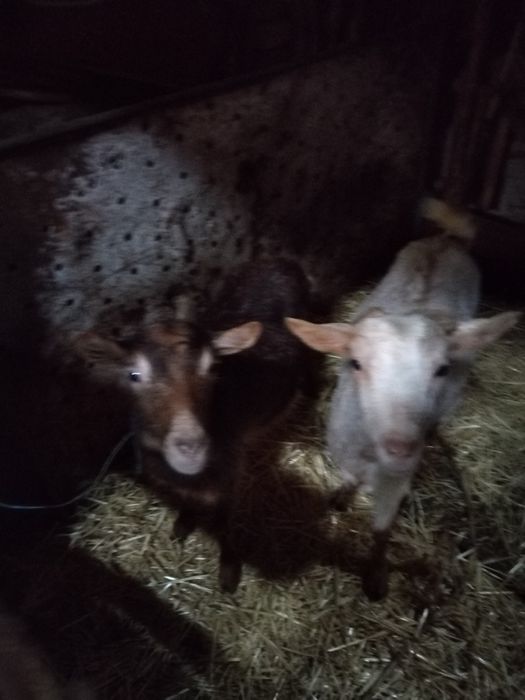 Vad  capre  sau le schimb cu oi