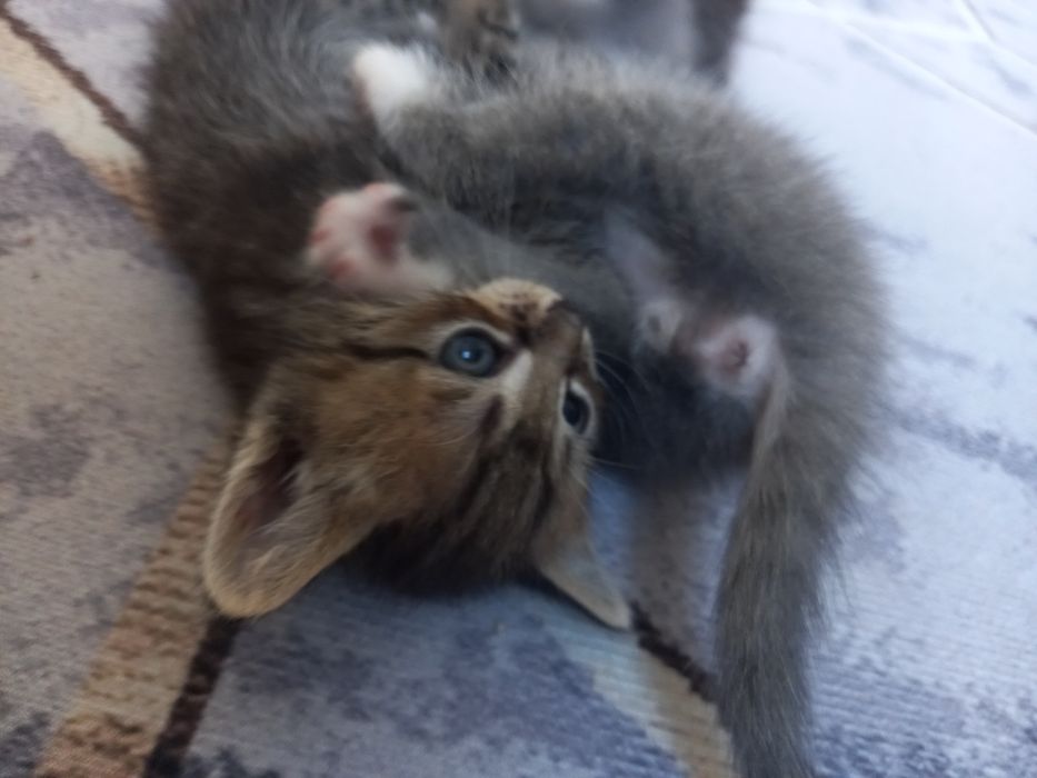 Отдам даром котят