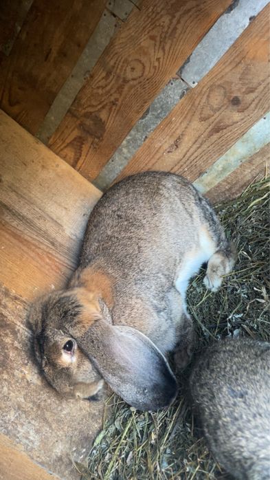 Iepuri berbec german