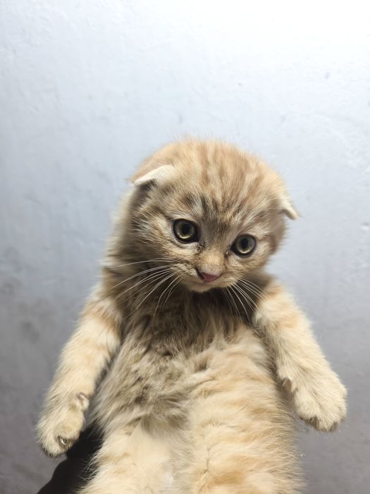 Мушук боласи сотилади