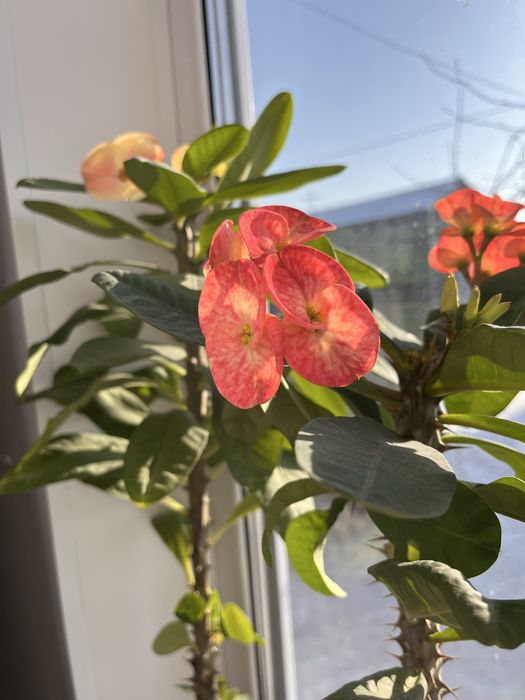 Продам не дорого