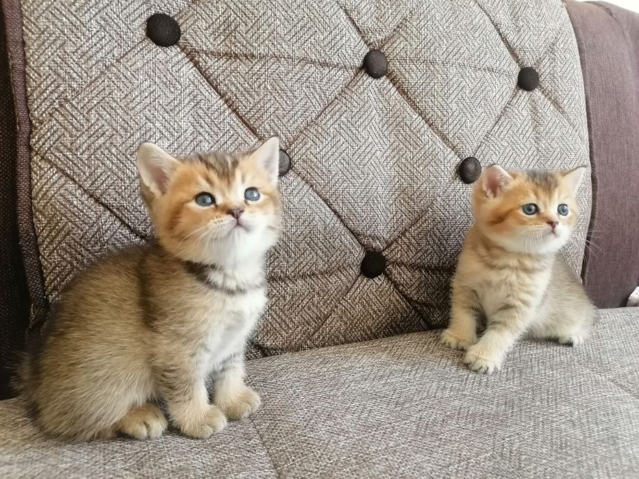 Мушукчалар сотилади британский шиншилла голд и силвер. Sotiladi mushuk