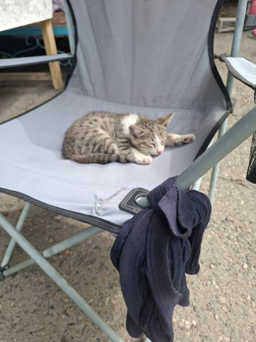 Отдам котенка в хорошие руки
