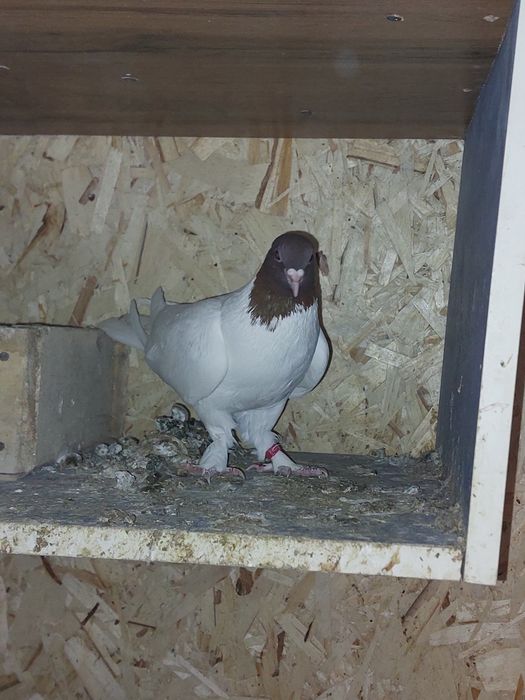 Кептер Құс Голуби