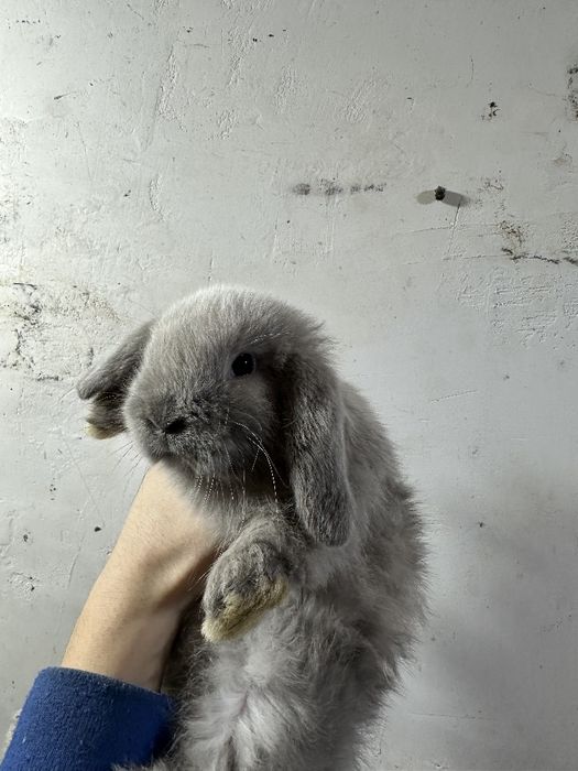 “Mini quyonlarni sevuvchilar uchun ajoyib taklif!”