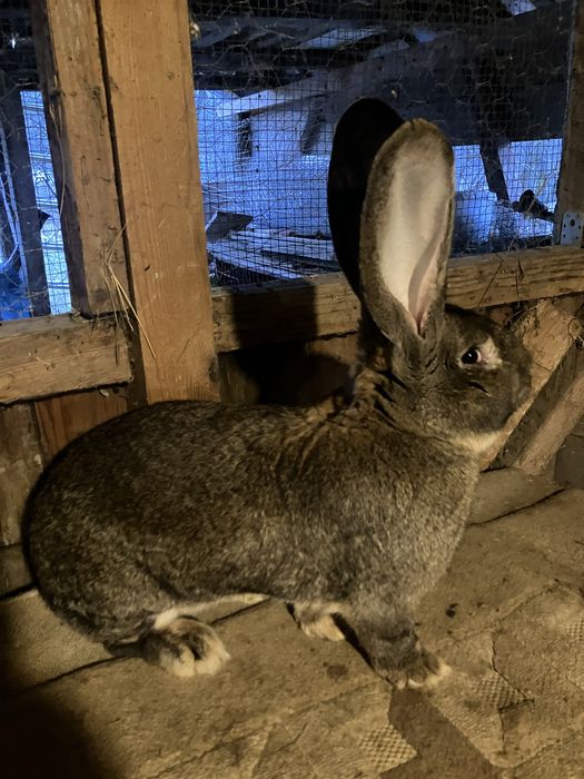 Vind 2 masculi urias german din luna aprilie