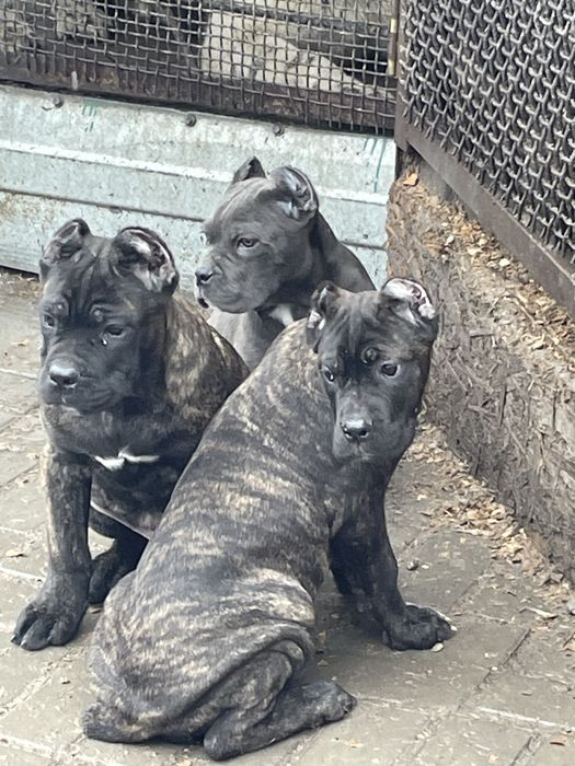 Итальянский кане корсо