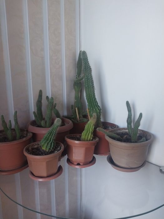 Комнатные цветы срочно