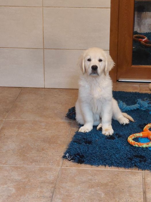 Vand catelusa de golden retriever