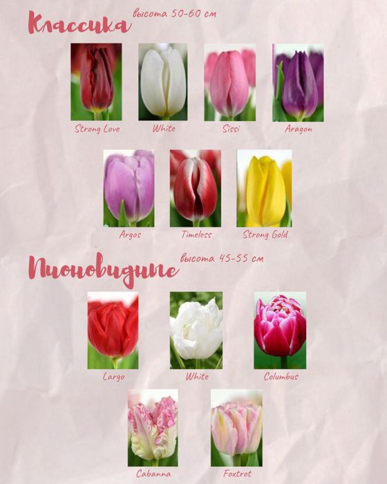 Тюльпаны | Опт Розница Корпоративные