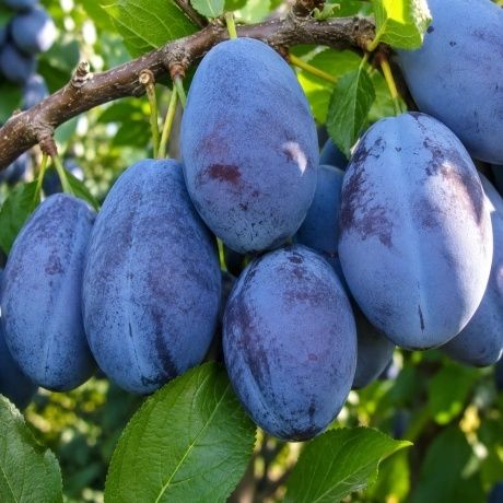 Proprietar livadă  vând prune pentru țuică