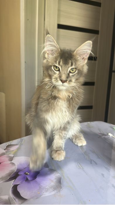 Котята Мейнкуны девочки!