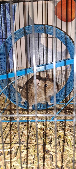 Veverite degu diferite varste