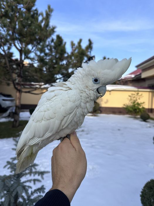 Саламонский Какаду сотилади ручной 4 ойли донга тушкан.