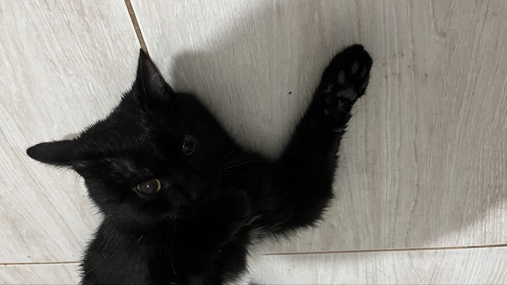 В добрые руки котёнка