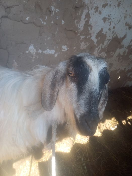 СРОЧНО!!! Продаётся Коза