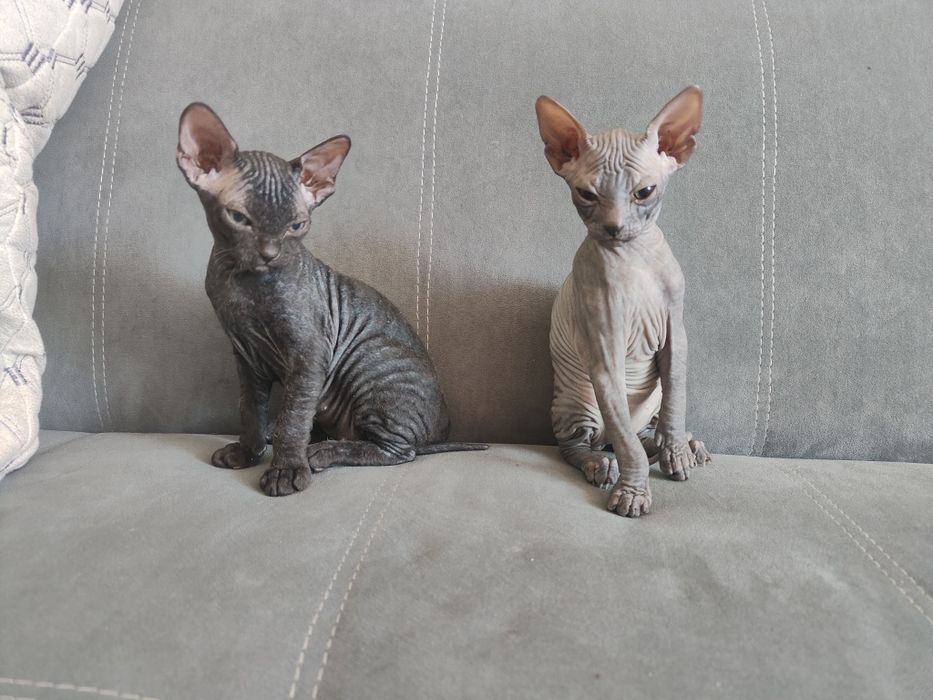 Продам котят сфинксов