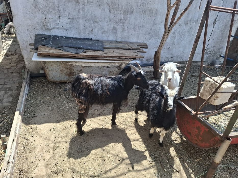 Продам козы, козлят/ Сатылады Ешкі ,лақтар