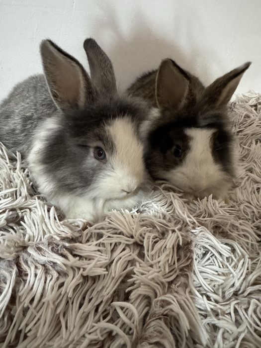 iepurași cap de leu de companie