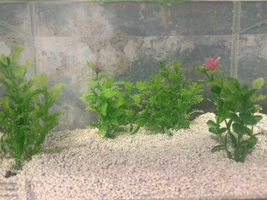 Acvariu 10 litri