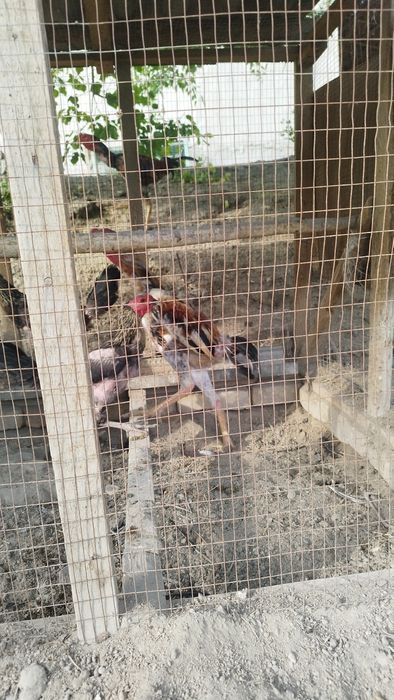 Дакан хуроз ёш 9 ойлик