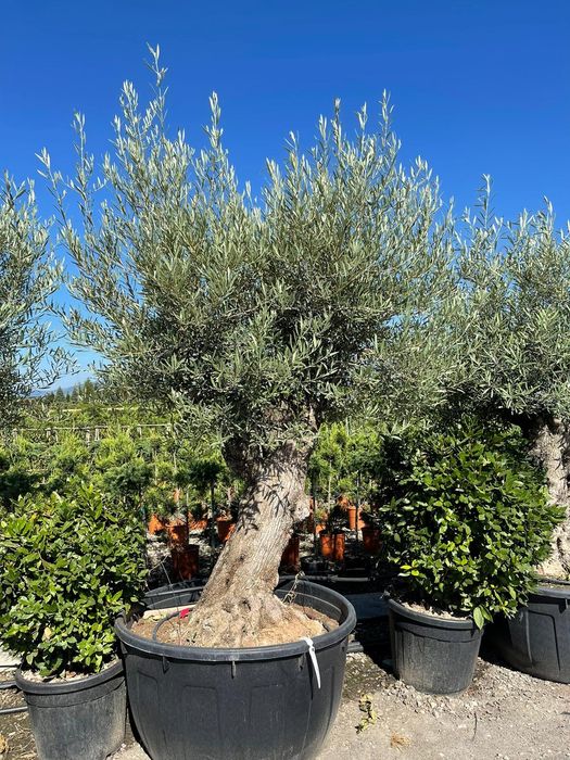 Măslini seculari calitate extra pe rod