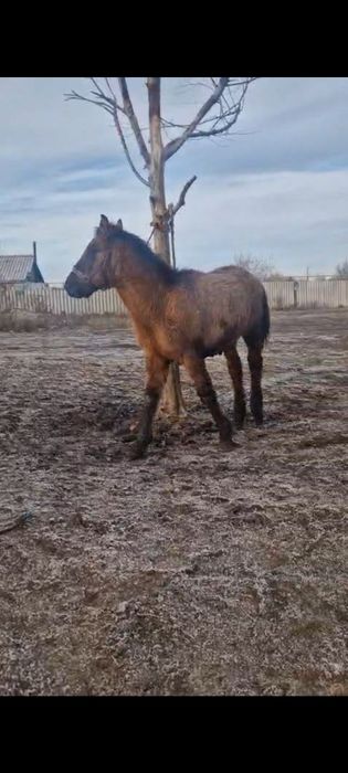 Жабағы сатылады еркек