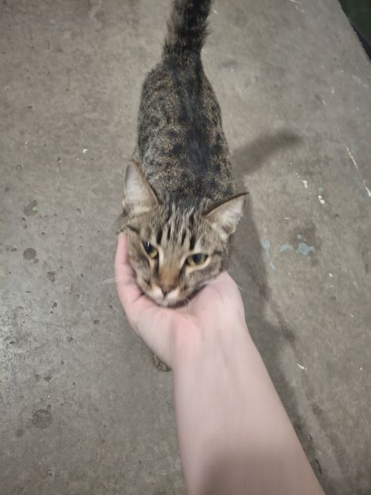 Кошечка бездомная в добрые руки!