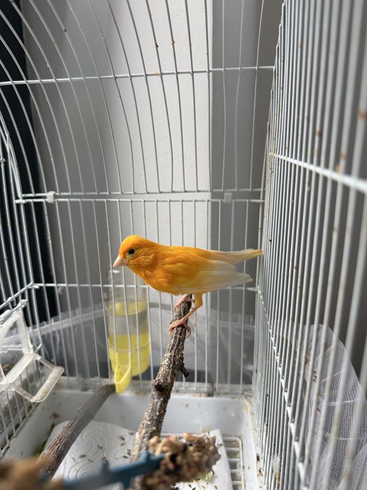 Канарейка Кенор певчий